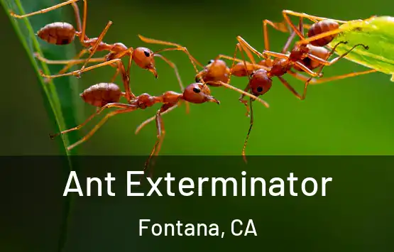  Ant Exterminator Fontana, CA