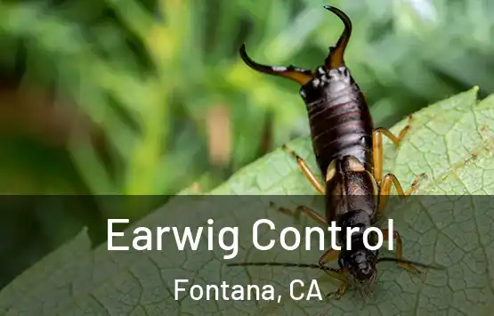  Earwig Control Fontana, CA