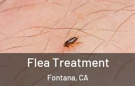  Flea Treatment Fontana, CA