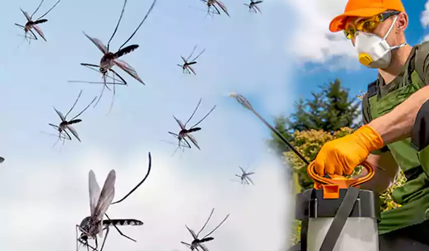 Mosquito Pest Control in Fontana, CA