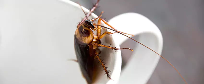 cockroach-treatment in Fontana, CA