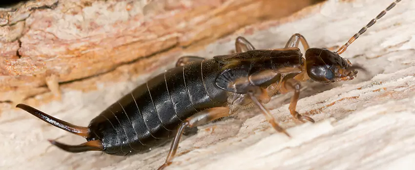 earwig-control in Fontana, CA