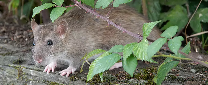 mice-control in Fontana, CA