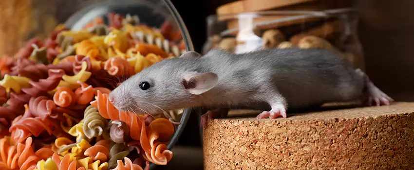 mouse-exterminator in Fontana, CA