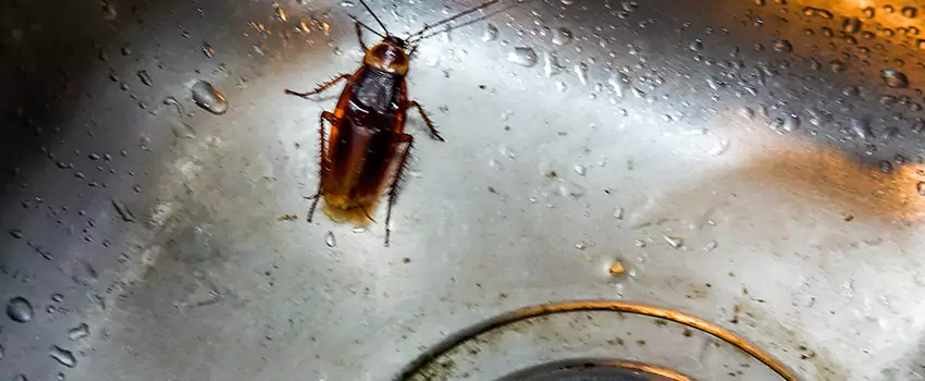 roach-control in Fontana, CA