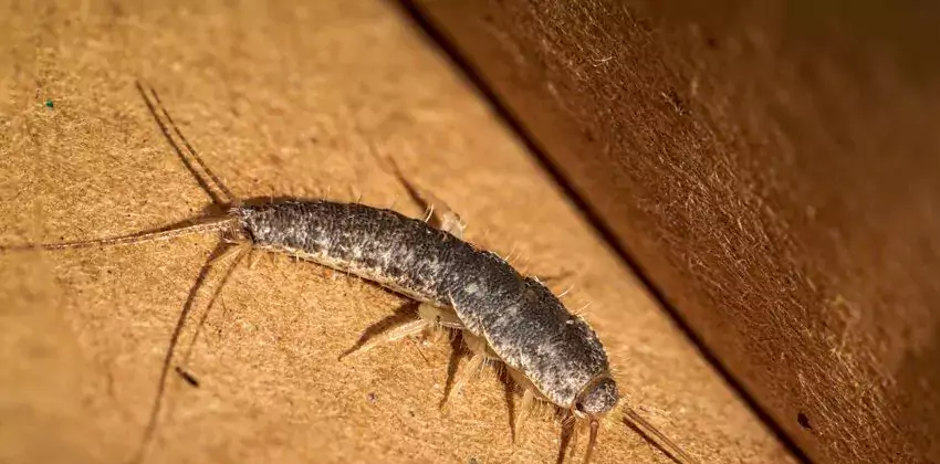silverfish-control in Fontana, CA