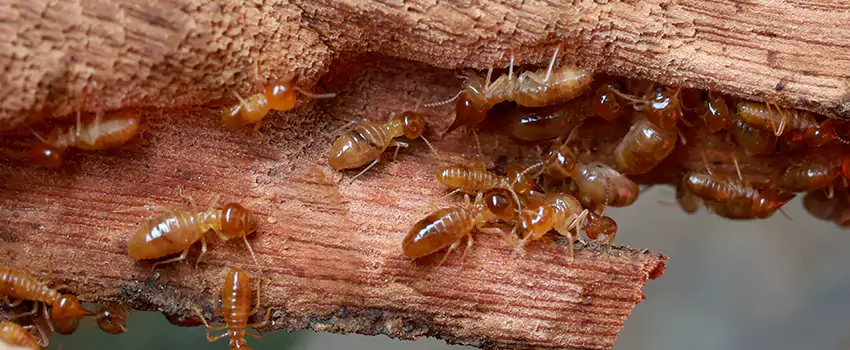 termite-treatment in Fontana, CA