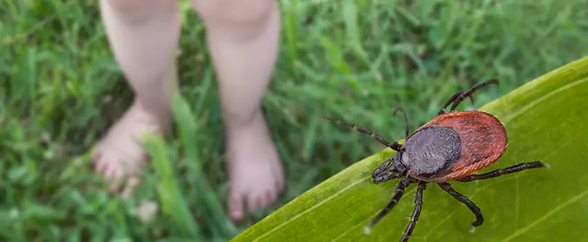 tick-treatment-for-yard in Fontana, CA