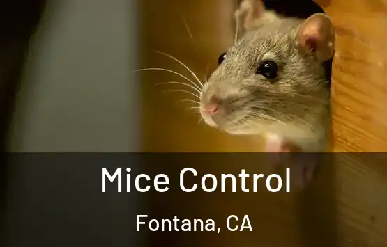  Mice Control Fontana, CA