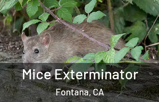  Mice Exterminator Fontana, CA