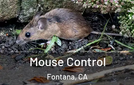  Mouse Control Fontana, CA