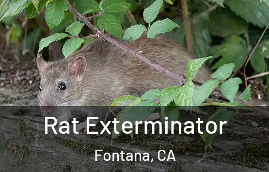  Rat Exterminator Fontana, CA