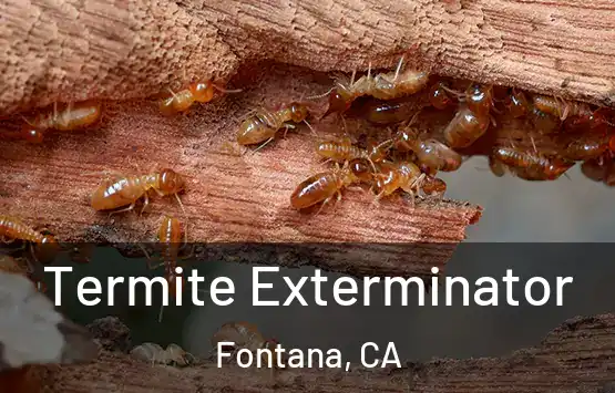  Termite Exterminator Fontana, CA