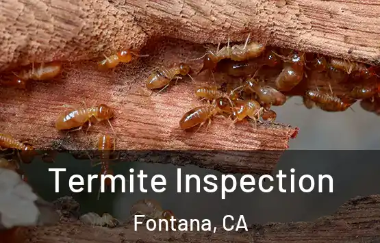  Termite Inspection Fontana, CA