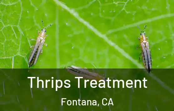  Thrips Treatment Fontana, CA