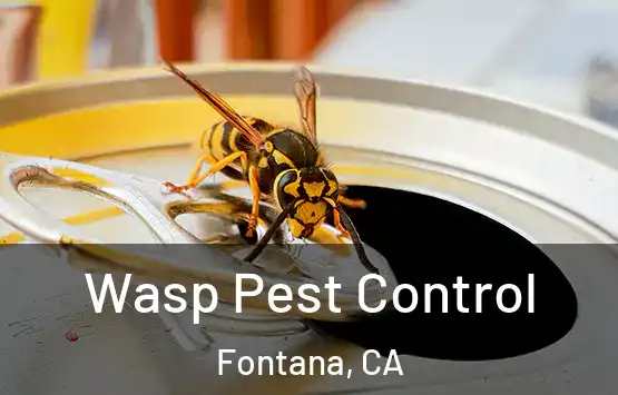  Wasp Pest Control Fontana, CA