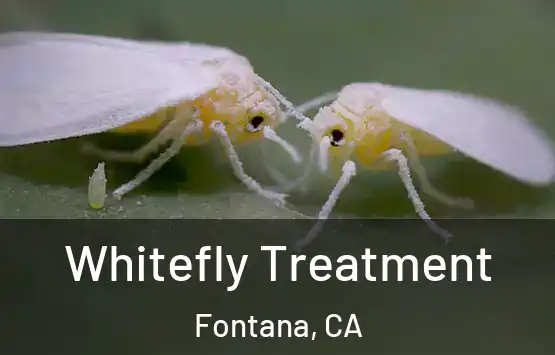  Whitefly Treatment Fontana, CA